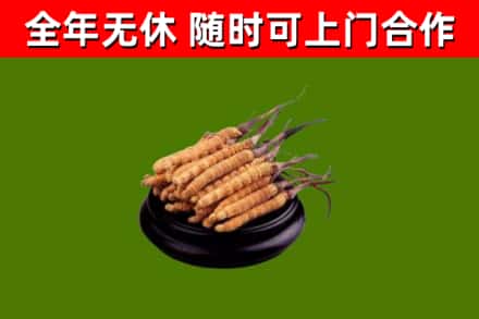 屯昌县烟酒回收冬虫夏草.jpg